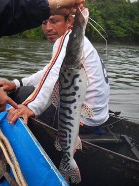 amazon fishing in peru