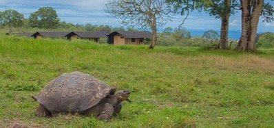 tortoise at Magic Galapagos