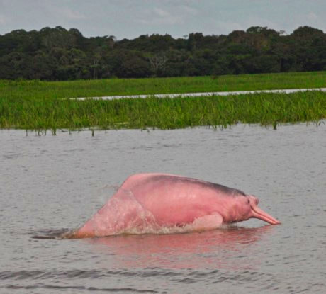Pink River Dolphin at Mamiraua Reserve