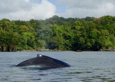 whalewatching at Bahia Solano