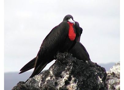 Galapagos Island-Hopper Tour