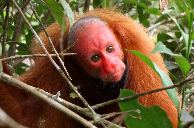 amazonia research center red uakari monkey