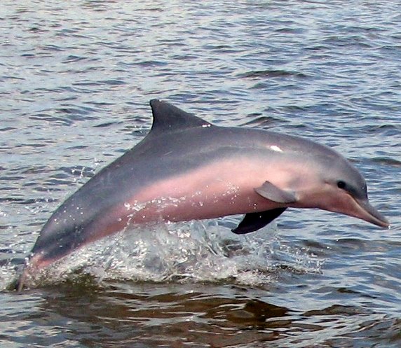 dolphin at amazonia lodges
