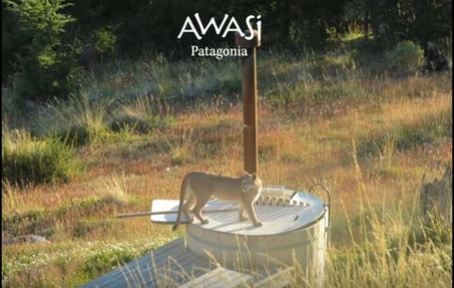 Puma at Awasi Lodge