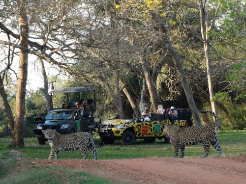 Jaguars at Caiman Ecological Reserve