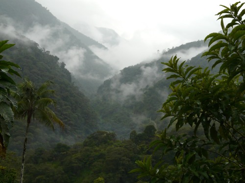 Ecuador cloud forest