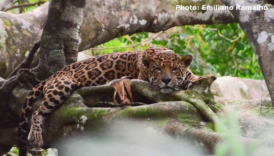 Jaguar in the Mamiraua Reserve