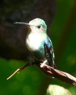 hummingbird in cloud forest