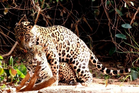 jaguar tours in Brazil