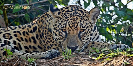 jaguar tours