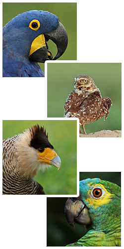 pantanal birds
